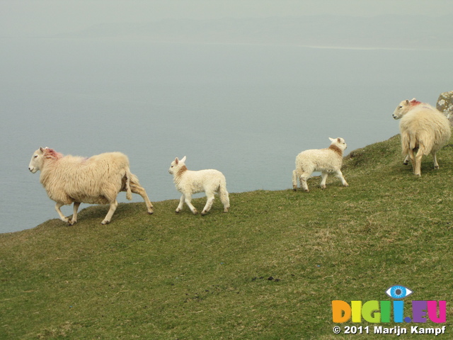 SX17924 Sheep and lambs on cliff